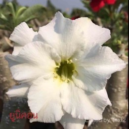 Adénium obésum cv. Licorne