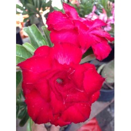Adénium obésum cv. Veitnum rouge