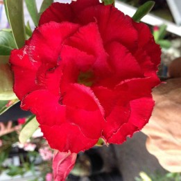 Adénium obésum cv. Rouge vietnamien
