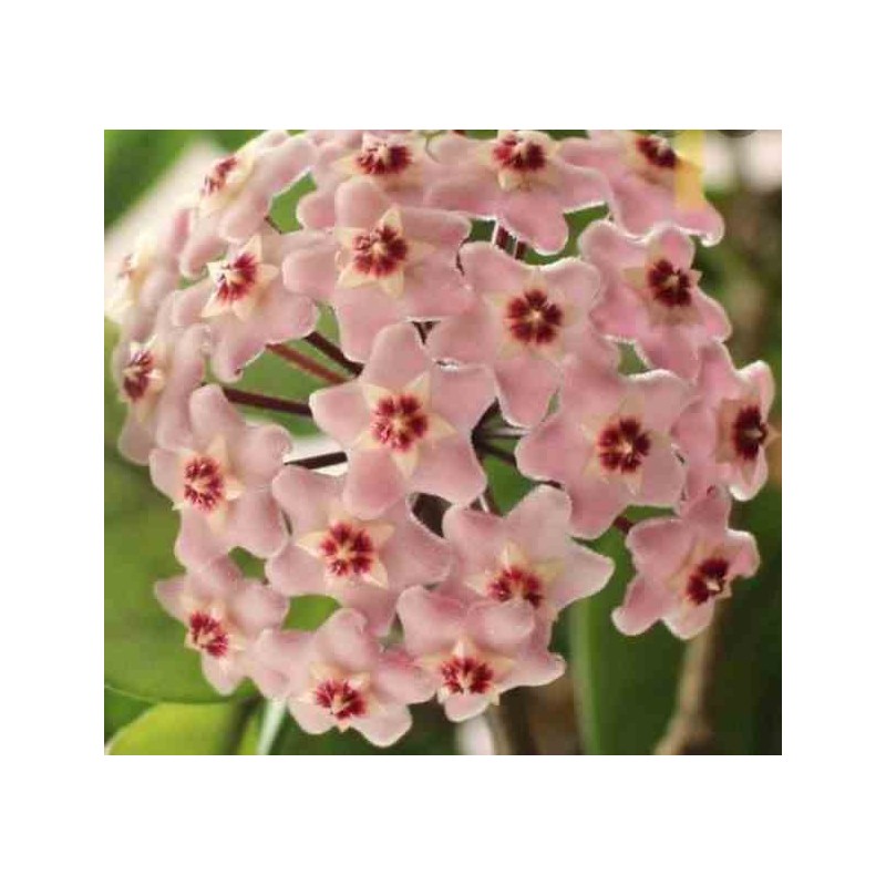 Hoya carnosa (fleurs roses) (Fleur de porcelaine, fleur de cire)