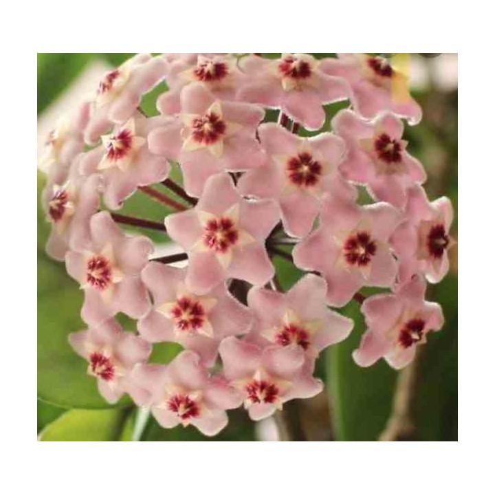 Hoya carnosa (fleurs roses) (Fleur de porcelaine, fleur de cire)