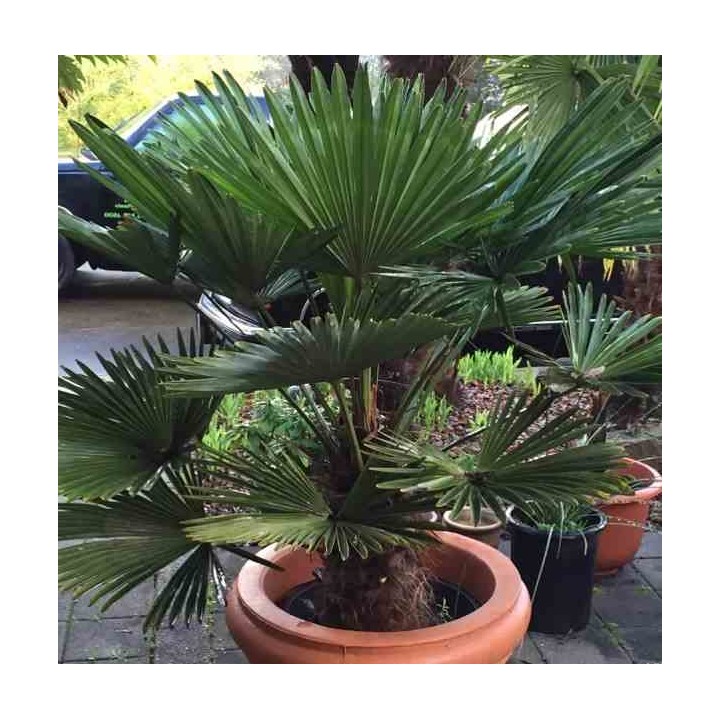 Trachycarpus wagnerianus (Palmier de chusan, Palmier moulin à vent)