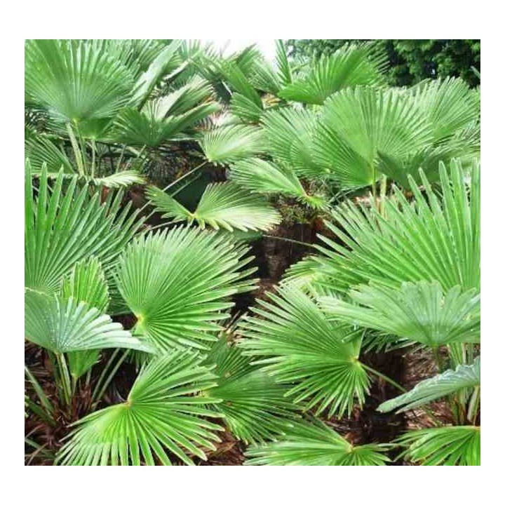 Trachycarpus wagnerianus (Palmier de chusan, Palmier moulin à vent)