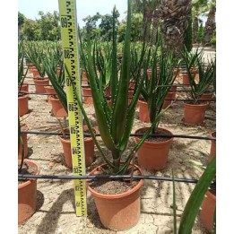 Aloe barberae (Aloe.bainesii)