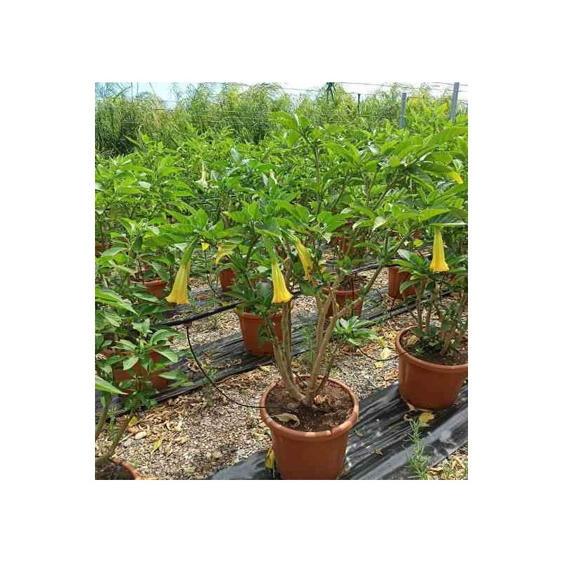Brugmansia suaveolens (datura arborescente)