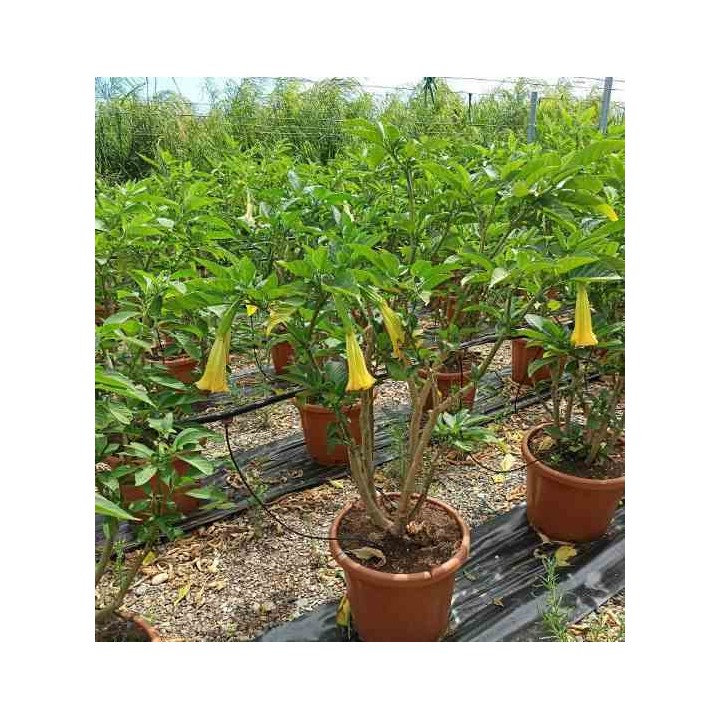 Brugmansia suaveolens (datura arborescente)