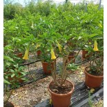 Brugmansia suaveolens (datura arborescente)