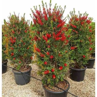 Callistemon citrinus cv. Splendens