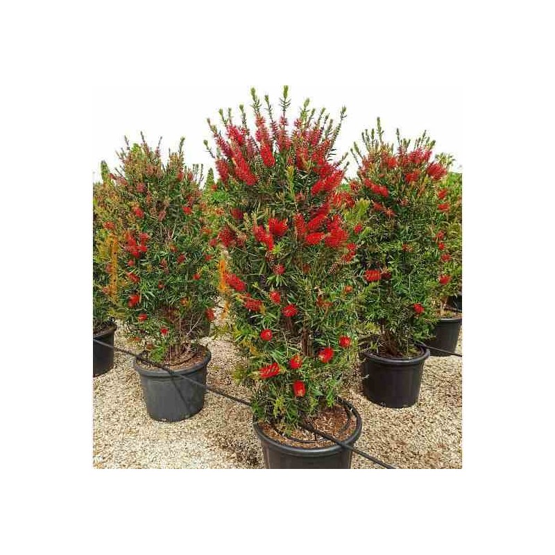 Callistemon citrinus cv. Splendens