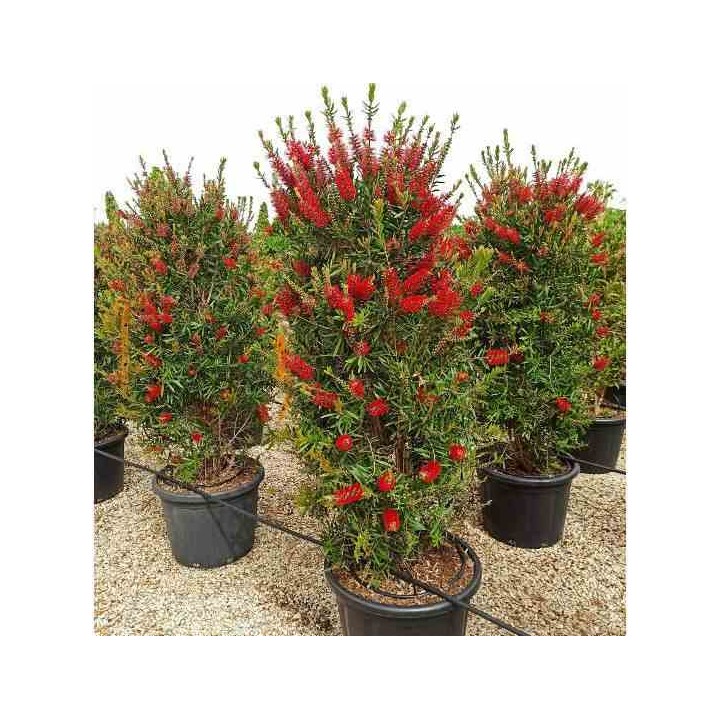 Callistemon citrinus cv. Splendens