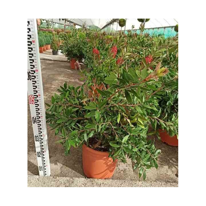 Callistemon citrinus cv. Splendens