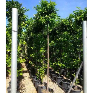 Citrus aurantium (Orange amère/bigaradier)