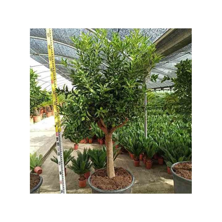 Kumquat aux agrumes (Fortunella margarita)