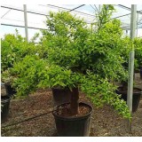 Citrus clémentine (syn. Citrus reticulata)