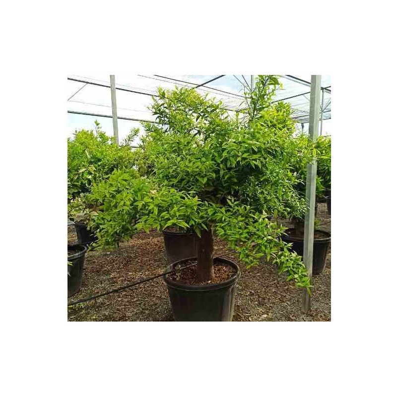 Citrus clémentine (syn. Citrus reticulata)