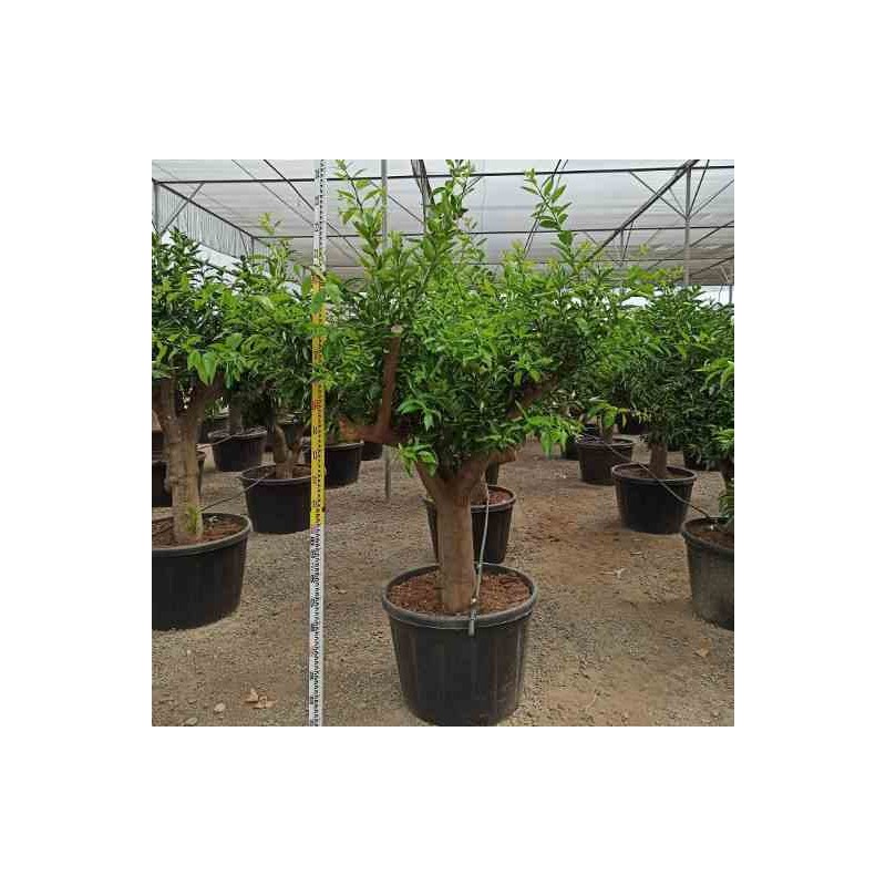 Citrus clémentine (syn. Citrus reticulata)