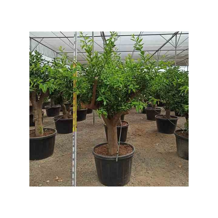 Citrus clémentine (syn. Citrus reticulata)