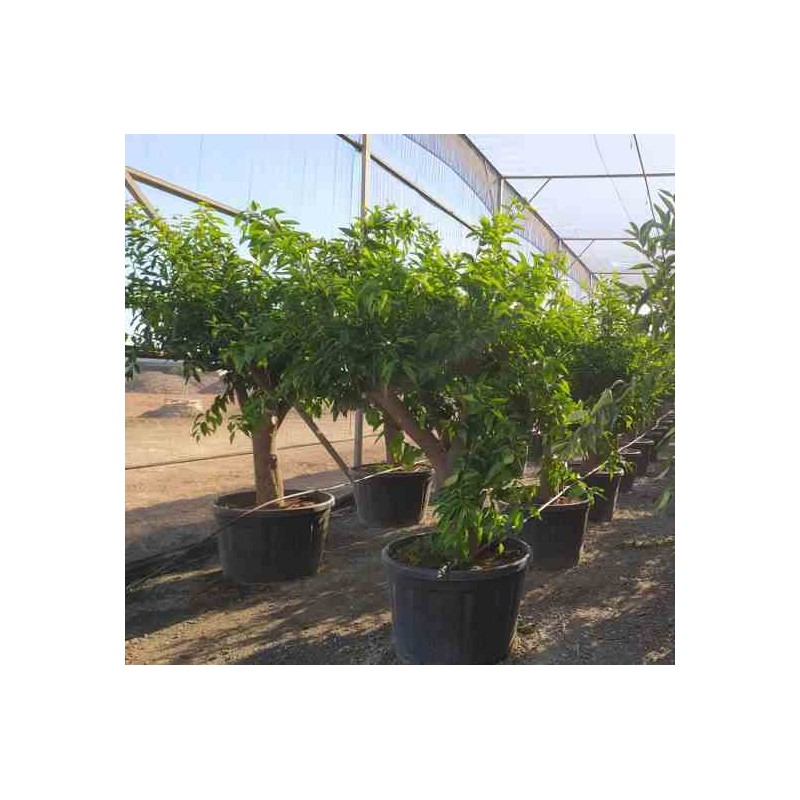 Citrus clémentine (syn. Citrus reticulata)