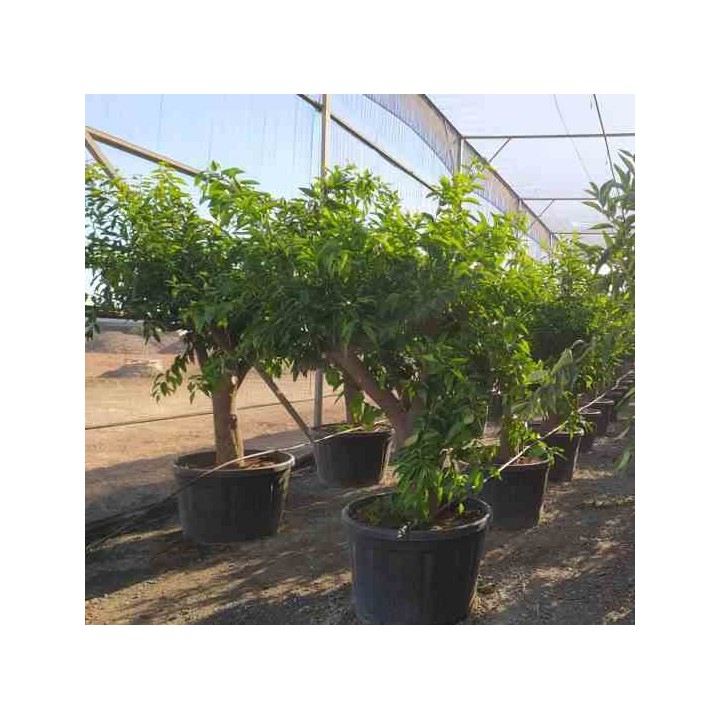 Citrus clémentine (syn. Citrus reticulata)