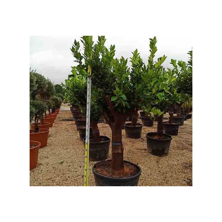 Citrus sinensis (oranger)