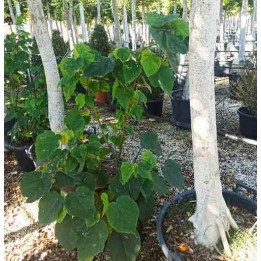 Dombeya tiliacée