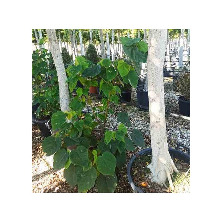 Dombeya tiliacée