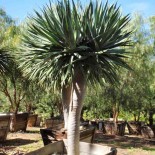 Dracaena draco (Dragonnier des canaris)