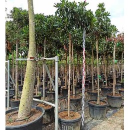 Eriobotrya japonica 'Coppertone'