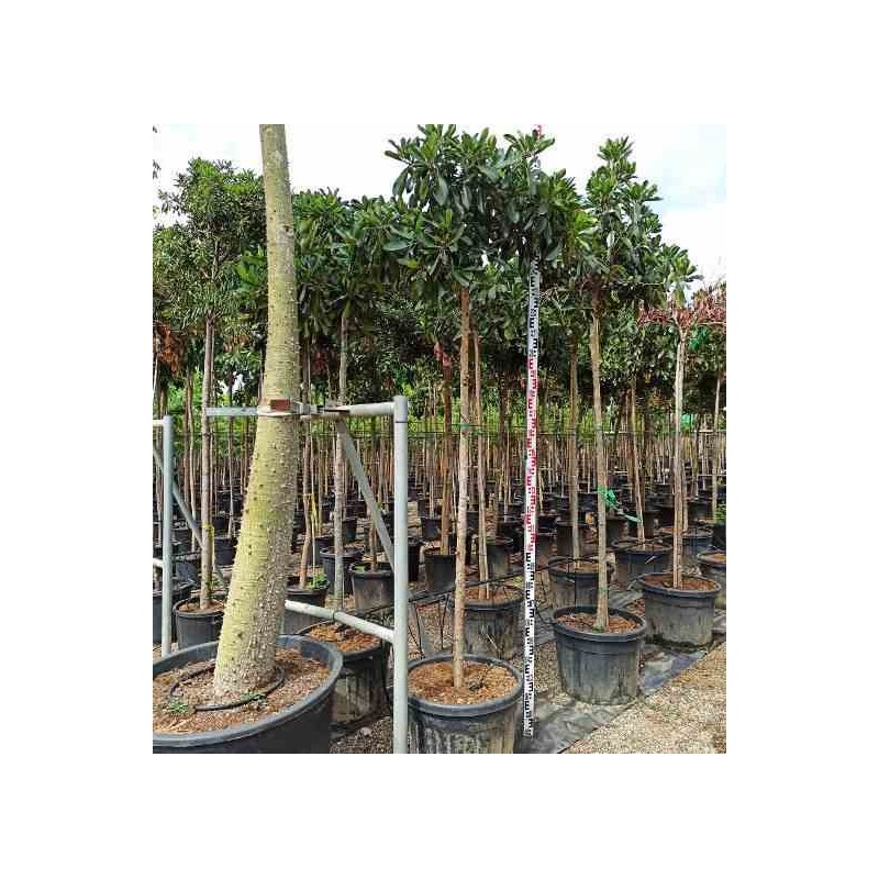 Eriobotrya japonica 'Coppertone'