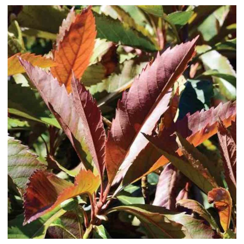 Eriobotrya japonica 'Coppertone'