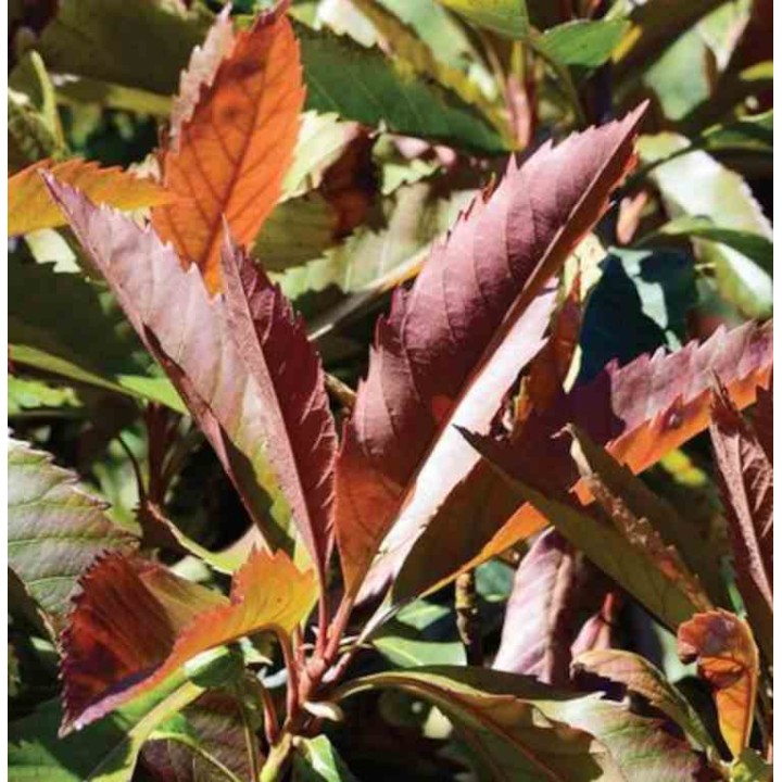 Eriobotrya japonica 'Coppertone'