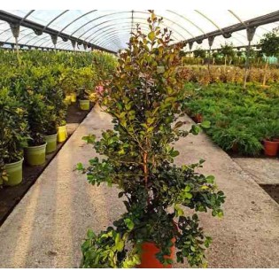 Eugenia uniflora "Feu de l'Etna"