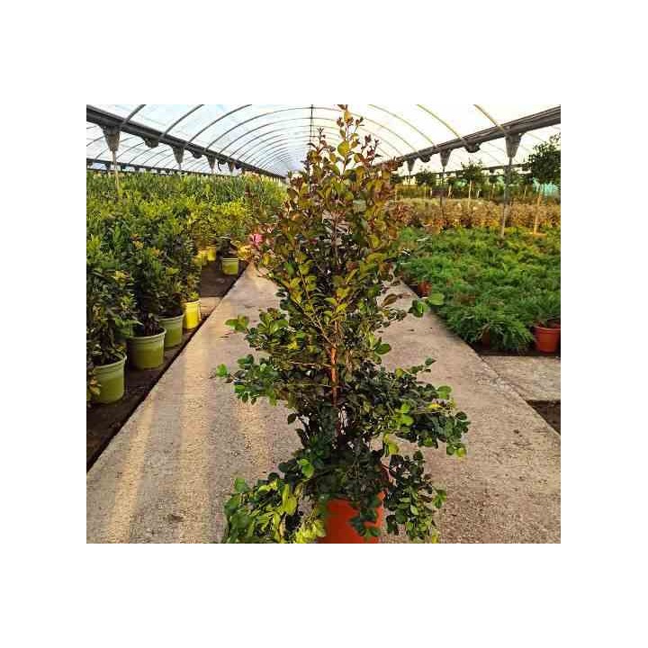 Eugenia uniflora "Feu de l'Etna"
