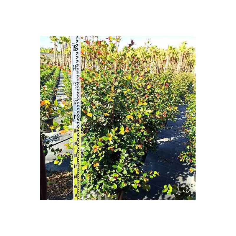 Eugenia uniflora "Feu de l'Etna"