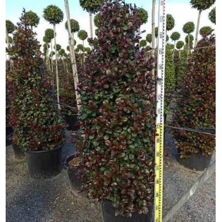 Eugenia uniflora "Feu de l'Etna"