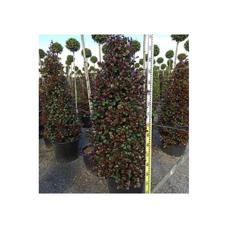 Eugenia uniflora "Feu de l'Etna"