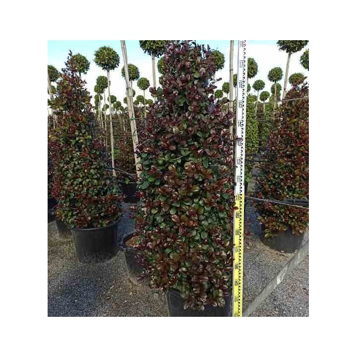 Eugenia uniflora "Feu de l'Etna"