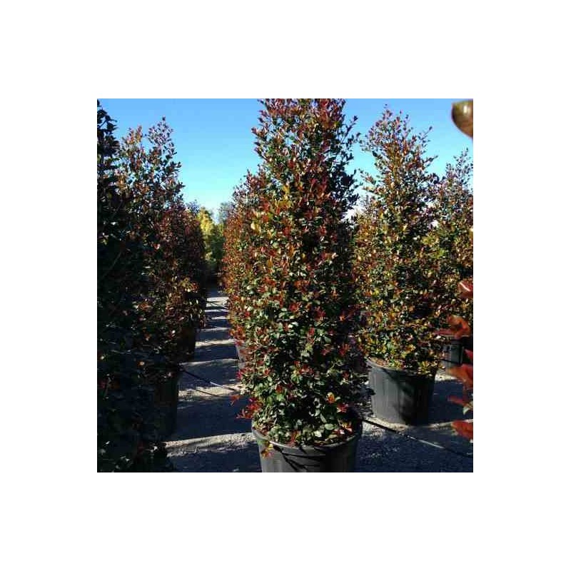 Eugenia uniflora "Feu de l'Etna"