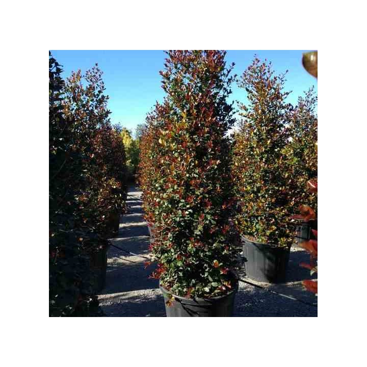 Eugenia uniflora "Feu de l'Etna"