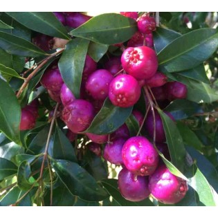 Eugenia uniflora "Feu de l'Etna"
