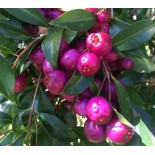 Eugenia uniflora "Feu de l'Etna"