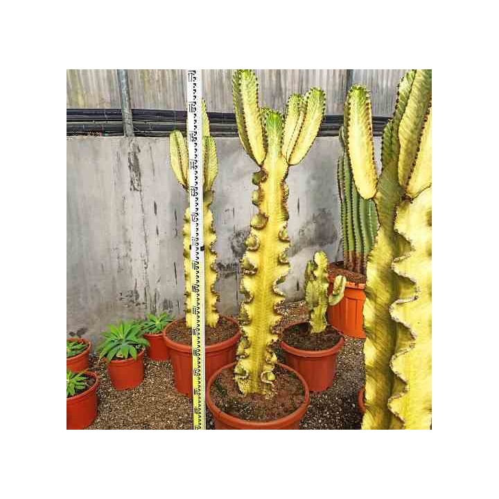 Chandelier Euphorbe
