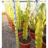 Chandelier Euphorbe