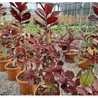 Euphorbia umbellata (lait d'afrique)