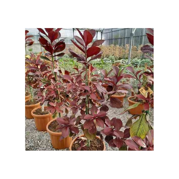 Euphorbia umbellata (lait d'afrique)