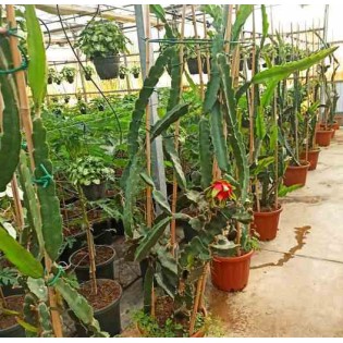 Pitaya : Hylocereus undatus(Pitaya ou fruit du dragon)