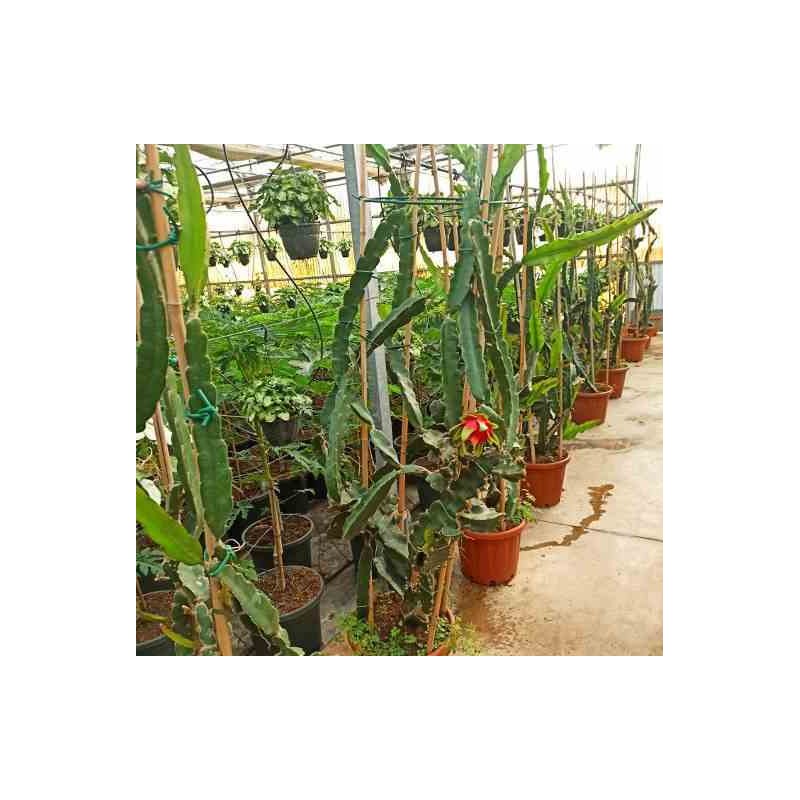 Pitaya : Hylocereus undatus(Pitaya ou fruit du dragon)