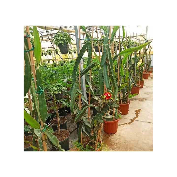 Pitaya : Hylocereus undatus(Pitaya ou fruit du dragon)