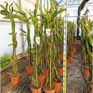 Pitaya : Hylocereus undatus(Pitaya ou fruit du dragon)