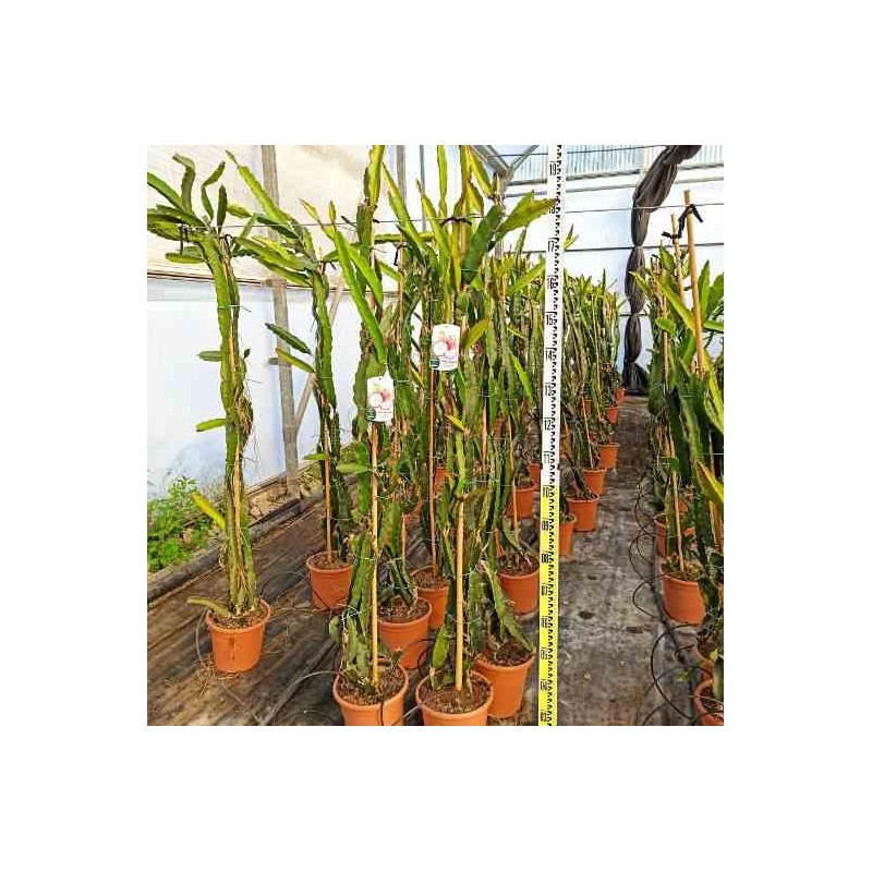 Pitaya : Hylocereus undatus(Pitaya ou fruit du dragon)